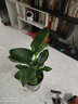 御春阁大苗带原盆原土 鹤望兰苗花卉天堂鸟苗盆栽花卉绿植  美人50-60（一盆3棵） 实拍图