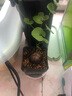 绿之妙多肉摆件南非龟甲龙实生块根绿植植物爬藤绿植盆栽组合修叶发货 3-3.5cm左右裂纹浅 含盆发货 实拍图