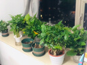 九千谷绿萝盆栽除甲醛室内桌面绿植盆景百搭植物自吸盆4盆源头直发 实拍图