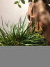 苔藓微景观办公室创意生态缸鱼缸桌面生态瓶摆件成品养鱼生日礼物 榆树成品发货 晒单实拍图