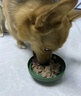 多可特（D-cat）狗罐头狗零食罐头成犬幼犬全品种狗粮伴侣狗狗湿粮膳食罐 【胃口大开】混合口味85g12罐 实拍图