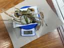 【活蟹】特大伊乐草精品六月黄太湖大闸蟹鲜活现货螃蟹中秋节送礼 8只 六月黄公蟹 2.4-2.7两 实拍图