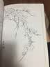满庭芳 工笔白描百花画谱 实拍图