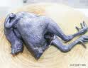 云依禾农庄 乌鸡乌骨鸡新鲜鸡肉白凤乌鸡 土鸡 净重约700g/只 整只装 实拍图