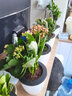 家中有果长寿花重瓣花卉盆栽四季观花植物 四季开花盆栽带花苞发货 实拍图