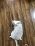比瑞吉猫粮12kg 无谷全价室内冻干双拼粮成猫猫主粮宠物营养猫食品 室内成猫粮12kg 实拍图