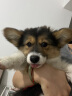 宠莱富狗狗疫苗幼犬疫苗狂犬疫苗幼犬四联法国进口六联疫苗狗狗幼犬疫苗狗狗四联疫苗 补打套餐【六联*2+狂犬】+驱虫药 1支*1支 实拍图