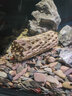 异景园鱼缸造景躲避洞鱼躲避屋产卵洞鲷罐虾屋虾窝虾罐异型鱼树根繁殖罐假山石造景套餐鱼缸摆件 PC050槟木虾窝 实拍图