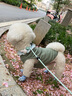 宠星记 宠物衣服 小型犬狗狗 小猫咪 冬季居家防飘毛 泰迪比熊雪纳瑞 绿色大号XL 胸围41-45cm 实拍图
