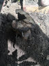 黄荆桩老桩黄荆盆景熟桩树桩根雕舍利黄荆室内绿植办公室盆栽庭院盆景疙瘩老桩 经典大疙瘩苍老桩随机发 不含盆 实拍图