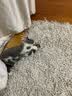 柒哦猫玩具自嗨解闷猫薄荷仿真麻布鱼幼猫猫咪逗猫棒小猫磨牙宠物用品 小黄鱼+木天蓼薄荷球 实拍图