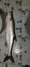 冠路（Crown Lure） 无间隙远投轮纺车轮斜口锚鱼轮锚杆海竿渔轮鱼线轮鱼轮海杆轮子 全金属远投轮【10000型】银色 实拍图