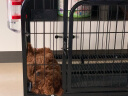迪熊先生（Mr.Dixiong） 狗笼 狗笼子中型犬大型犬带厕所金毛萨摩哈士奇宠物笼 普通黑色 60款建议15斤以内 实拍图