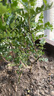 【驱蚊草】清香木盆栽室内花卉植物净化空气除甲醛绿植胡椒木 5年苗【当年开花爆满】+肥料 红花清香木【驱蚊虫】【净化空气 实拍图