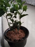 桂花树苗桂花苗盆栽金桂四季桂室内外浓香型阳台花卉绿植庭院盆景植物 日香桂【四季开花浓香】 3年苗【当年开花】 实拍图
