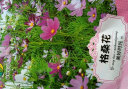绿林花语格桑花种子四季易种易活波斯菊种子野花组合盆栽庭院室外景观花海 晒单实拍图