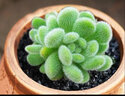 迎虞花苑多肉植物新款精品稀有进口小贵货清棚四季罕见含盆土冬季名贵 黑色颠石莲群 圆球陶瓷盆种好发货 晒单实拍图