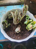春草碧 多肉植物24款入门多肉盆栽新手多肉办公室内迷你多肉绿植盆栽花卉精品多肉萌宠多肉 5颗不重复多肉+碗莲花盆+土 实拍图