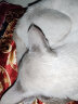KINGJERRY猫粮暹罗猫专用成猫粮幼猫粮调节肠胃靓丽毛发针对配方2.5kg 10kg 晒单实拍图