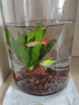 茨格曼圆柱形鱼缸一体缸办公桌面养鱼缸迷你小型玻璃钢乌龟缸家用金鱼缸 透明 直径15*高20CM 实拍图
