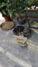 美滋元成猫猫粮 三文鱼味成猫粮全猫咪通用天然粮全价猫粮 三文鱼 成猫粮20kg 实拍图