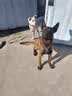 冠资狗粮大颗粒训犬粮大包装中大型犬主粮马犬拉布拉多狼青高加索比特恶霸金毛藏獒哈士奇萨摩耶德牧边牧羊 40斤装大颗粒经济型 牛肉味 实拍图