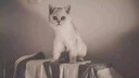 涴喵 苏氏纯种英短幼猫短毛猫大脸猫宠物猫咪活体辅助喂养 宠物级 【矮脚曼基康】 实拍图