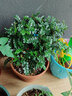 欧芽清香胡椒木植物办公室桌面绿植花卉 盆栽室内客厅 清香木盆景苗【粉坚持陶瓷盆】 含盆 实拍图