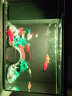起源纪 智能鱼缸Pro 超白玻璃中小型15L桌面鱼缸 内置过滤氛围感灯光 桌面鱼缸  生态水族箱(不含造景) 晒单实拍图