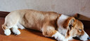 NOW FRESH进口Now狗粮 鲜肉无谷 全犬种四叶草小型犬主粮 成犬 12磅 实拍图