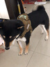 出众者狗狗牵引绳马犬胸背带大型犬狗绳背心式狗背带法斗金毛狗狗用品 棕色/单个背带 S码（推荐体重20-35斤） 实拍图