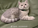 MamyPets猫梳子梳毛刷猫咪去浮毛专用猫毛清理器除毛器针梳宠物狗狗梳子 实拍图