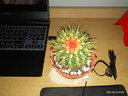 绿丝绦仙人球多肉植物金琥开花室内阳台办公室桌面四季耐旱盆栽 金琥仙人球一个 实拍图