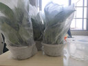 九千谷绿萝盆栽除甲醛室内桌面绿植盆景百搭植物自吸盆4盆源头直发 实拍图