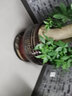 冠乐家 花盆底座木制移动托盘带滚轮万向轮移动托盘花架 加厚碳化防腐木质移动花托 圆形直径45 实拍图