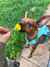 拉夫威尔ruffwear嗨轻狗狗胸背带狗背带中小型犬雪纳瑞背带式狗狗牵引绳 鼠尾草绿/雾森绿 XXS 实拍图