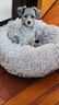 坏小宠网红猫窝冬季保暖四季通用狗窝猫屋猫床凉席夏季狗窝小型犬幼犬狗 浅灰色M号（8斤猫咪/5斤狗狗） 实拍图