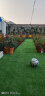 乐子君 仿真草坪人造草坪地毯草皮塑料假草皮庭院阳光房隔热 25mm春绿50 实拍图