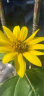 花沃里观赏向日葵花种子50粒/包 花卉种子家庭盆栽土阳台办公庭院种草籽 实拍图