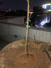芥圃 释迦果树苗红释迦苗番荔枝树苗台湾凤梨释迦果苗盆栽地栽 台湾凤梨释迦苗【带土带叶】 4年苗 高度：80-110公分 实拍图