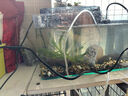 YEE鱼缸水族箱浮法玻璃热弯客厅家用造景中小型生态桌面鱼缸 超清热弯35*21*23cm 实拍图
