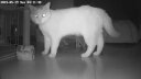 PAPIFEED宠物智能全自动喂食器猫咪狗狗自动猫粮喂食机投喂器wif定时定量 3L视频款-(支持5GWiFi) 晒单实拍图
