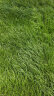 美外 草坪种子 护坡草籽草皮种子庭院免修剪耐寒草坪草绿化工程 耐寒耐旱四季青K88 实拍图