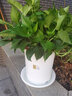 爱丽思（IRIS）花盆托彩色Deepot圆型盆栽花盆托加厚接水盘树脂塑料托盘花盆托 12号白色【搭配10号花盆】 实拍图