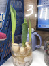 耘淘郁金香种球水培5度球花卉绿植种子土培植物水养盆栽室内室外耐寒 【试种装】混色3球+2包肥料 实拍图