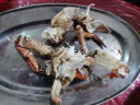 首鲜道 螃蟹原装超大2只共2000-1600g面包蟹活鲜鲜活大螃蟹熟冻 实拍图