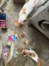 威尔逊馋嘴 流浪猫粮成猫幼猫粮专为流浪猫定制的猫粮 鸡肉冻干粮5斤 实拍图