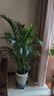 中梦散尾葵植物盆栽客厅大型绿植室内办公室凤尾竹盆景天堂鸟花卉 散尾葵1.35-1.6米+简易盆 实拍图