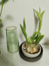 墨斗鱼玻璃花瓶北欧轻奢桌面摆件创意水培植物富贵竹植物百合插花器0425 实拍图