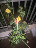 欧芽蔷薇花苗藤本月季花树特大庭院爬藤植物阳台花卉爬墙玫瑰耐寒盆栽 黄金庆典(大花) 1.3-1.5米高度 实拍图